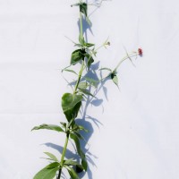 Red Valerian